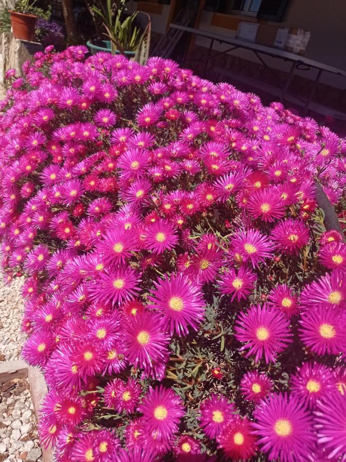 Quinta Das Hortensias I Quinta Do Sol Cruz do Campo Экстерьер фото